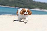 CAVALIER KING CHARLES 124